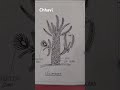 #botany #williamsonia plant #study #file