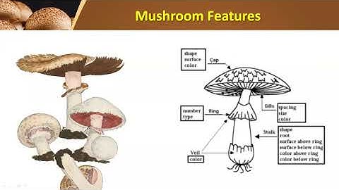 EDA on Mushroom Classification