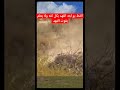 شاهد للنهايه   قط يواجه فهد بكل ثقه ولا يعلم بقوت الفهد