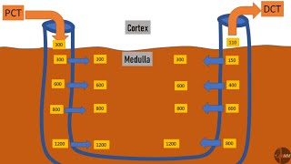 CounterCurrent Exchange | CounterCurrent Multipliers | LOH and Vasa Recta | Renal Physiology |