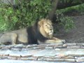 Лев в Московском зоопарке