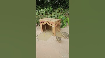 Creative bird trap using cardboard box