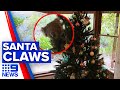 Koala wanders into family’s Christmas tree | 9 News Australia