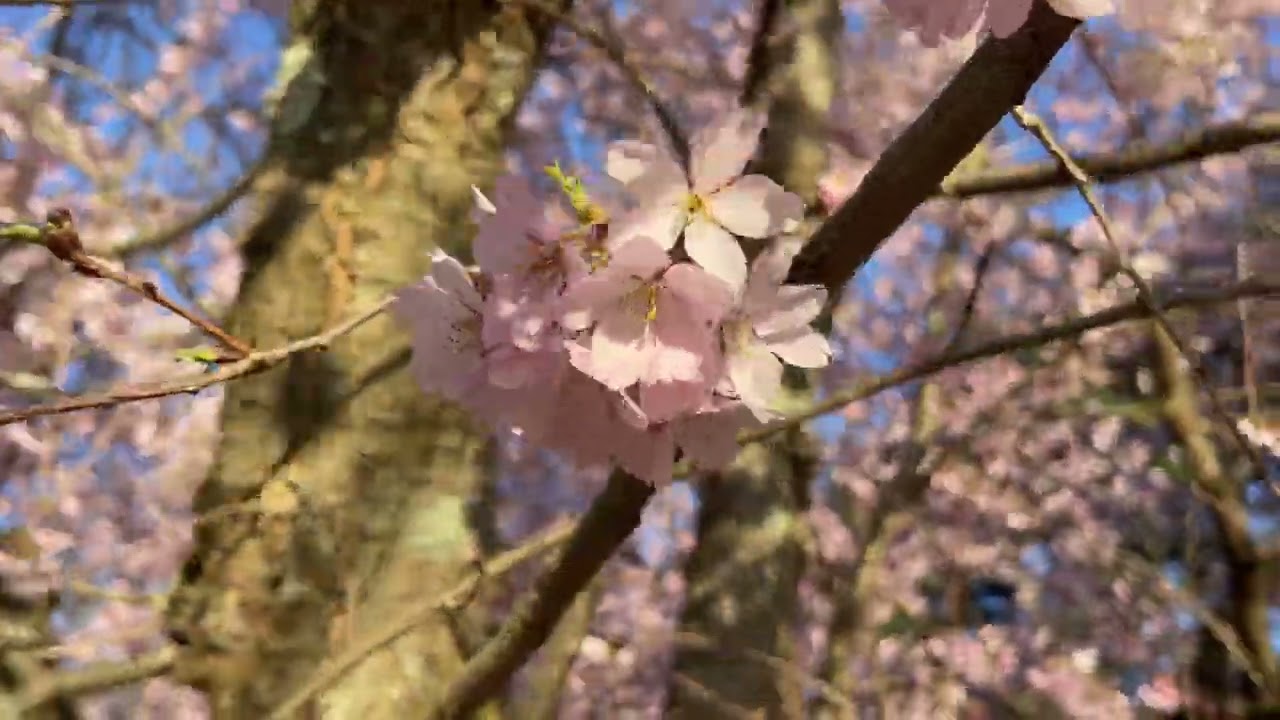 Сакуры в цвету - Sakura -5- Arnold Arboretum - 15-April-2022 - (IMG 5514)