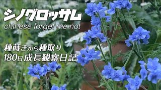 【秋の種蒔きお勧め花】シノグロッサム種蒔き〜種取り成長観察全記録！ガーデニング庭づくり