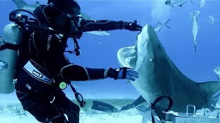 Sharks in the Bahamas | Blue Planet Live | BBC Earth