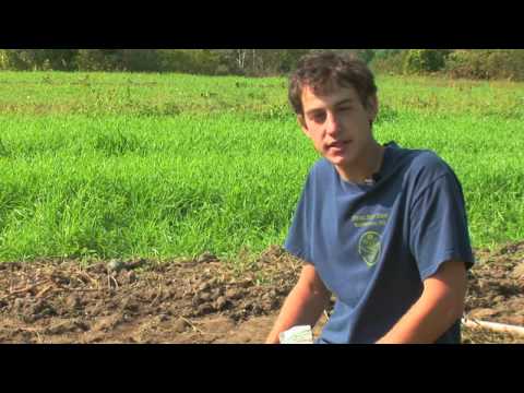 Vegetable Gardening : How to Grow Green Peppers