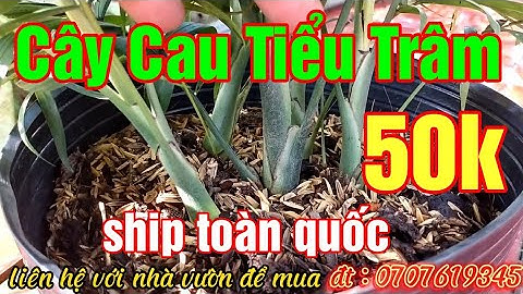 Cây cau tiểu trâm có tên khoa học là gì năm 2024