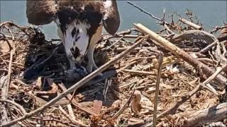 Close up baby osprey fed by Rosie May 13, 2017