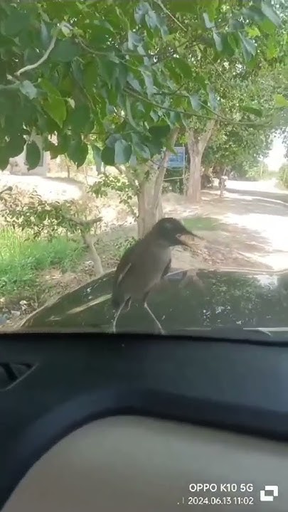 holi birha