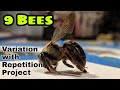 9 bees  part 1  repetition with variation  theartproject 2019 chad brown