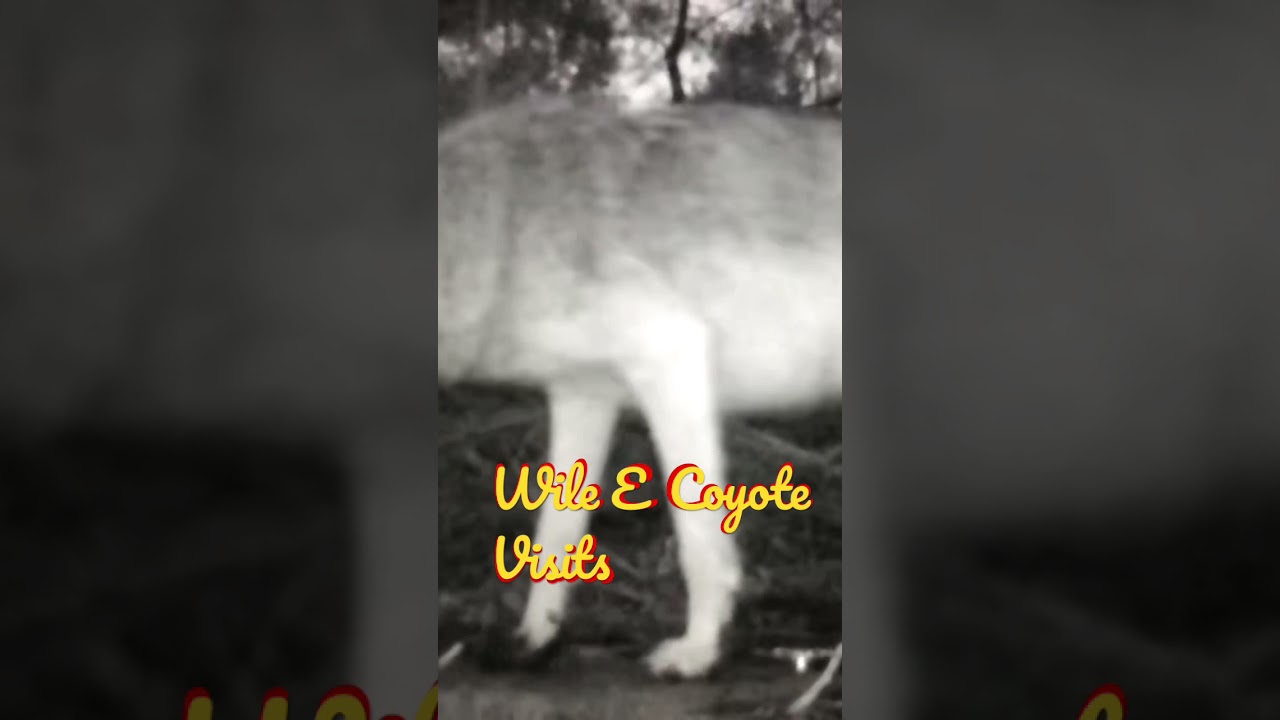 WILE E. COYOTE VISITS