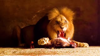 Wild Animal Feeding Frenzy | The Lion Whisperer