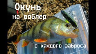 Окунь на воблер с каждого заброса