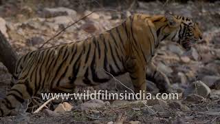 Mr. Stripes goes for Ranthambhor forest walk: Tiger walk as seen in slow motion in Rajasthan habitat by WildFilmsIndia 214 views 11 hours ago 5 minutes, 29 seconds