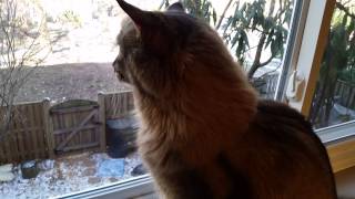 Maine Coon Cat's Biggest Jump Yet by bluefire10899 4,018 views 9 years ago 1 minute, 34 seconds
