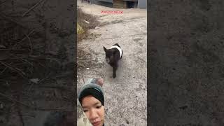 Mencari Ibu ⁉️ Snugcritters #3d #cgi #funny #memes #3dcompositing #vfx #goat #lucu #videohewan #fyp