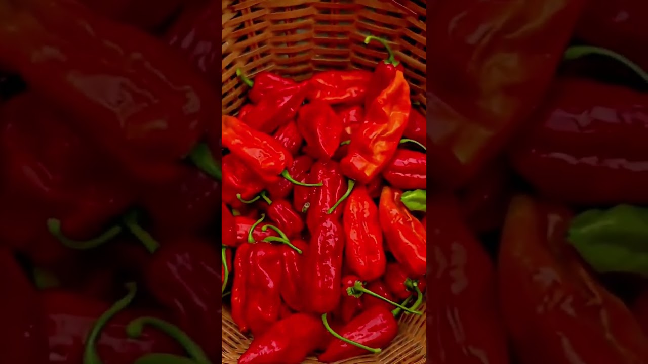 Harvesting ripe red chili peppers by hand from a healthy garden plant