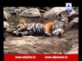 Katrina Kaif and Shah Rukh Khan, the superstar Tigers of Jungle