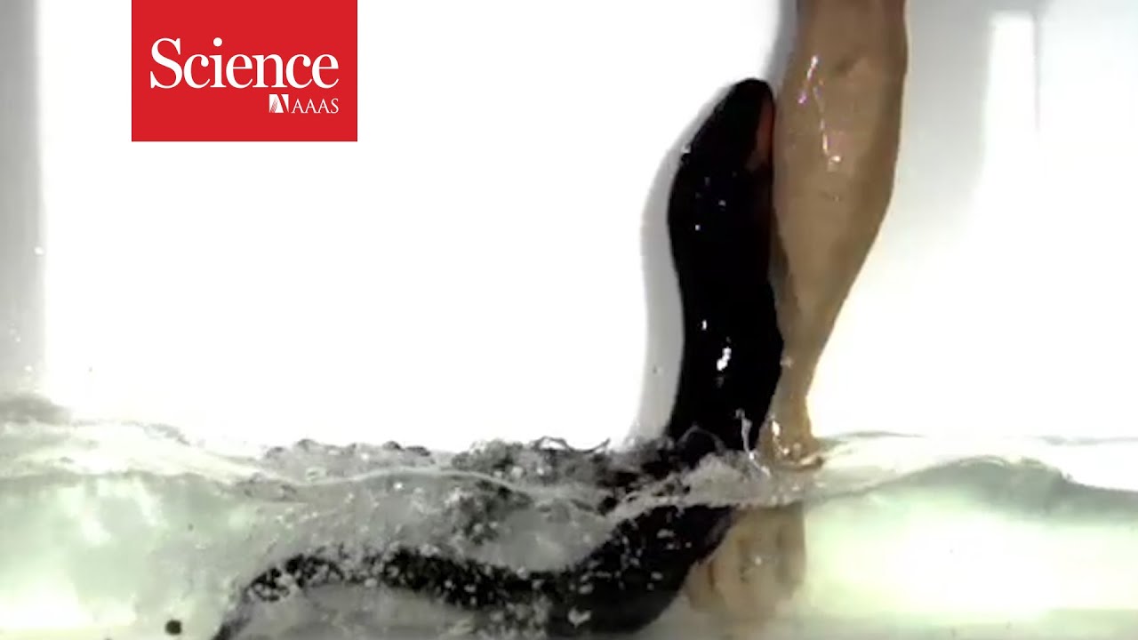 Jumping electric eels pack more zap