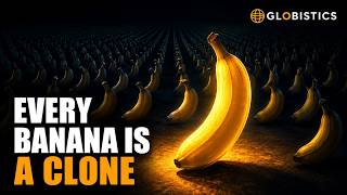 Every Banana You Eat Is a Clone (And It's in Danger)
