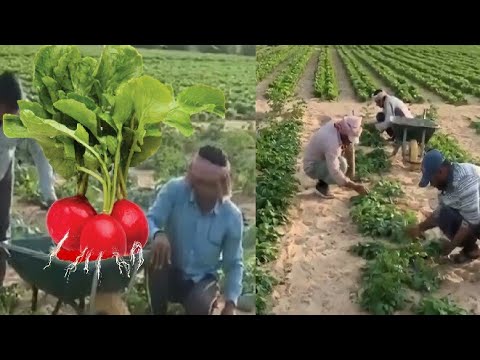 ቪዲዮ: Superphosphate መረጃ፡ ሱፐርፎፌት በአትክልቱ ውስጥ መቼ መጠቀም እንዳለበት