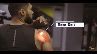 تمارين كتف خلفي | Rear Delt Workouts