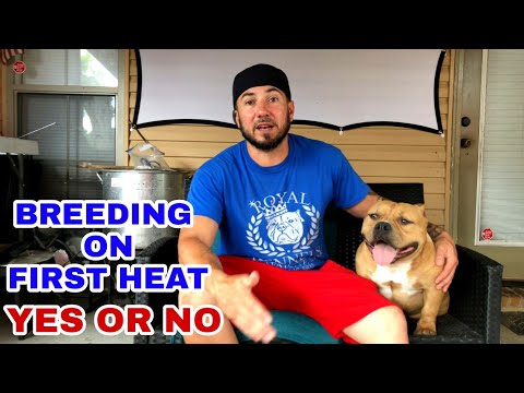 SHOULD FEMALES BREED ON THEIR FIRST HEAT