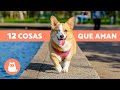 12 COSAS que más AMAN los PERROS 🐶 ¡Descúbrelas!