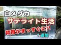 【白メダカ】サテライトでの飼育経過報告！果たして背中曲がりのメダカは!?