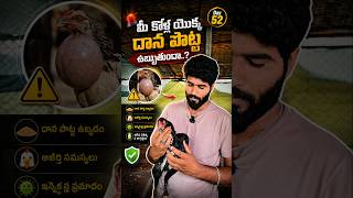 Day 52 | కోళ్ల దాన పొట్ట ఉబ్బితే ఏమి చేయాలి? Complete Treatment Guide | Chicken Crop Problem|Poultry