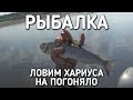 ЛОВИМ ХАРИУСА НА ПОГОНЯЛО / РЫБАЛКА НА ПЕЧОРЕ