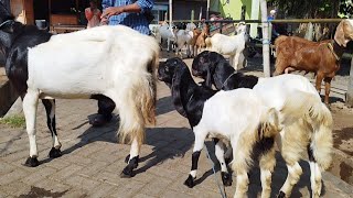 Paket Babon Anak Jantan Bawa Rejeki !! Pasar Kambing Tuban