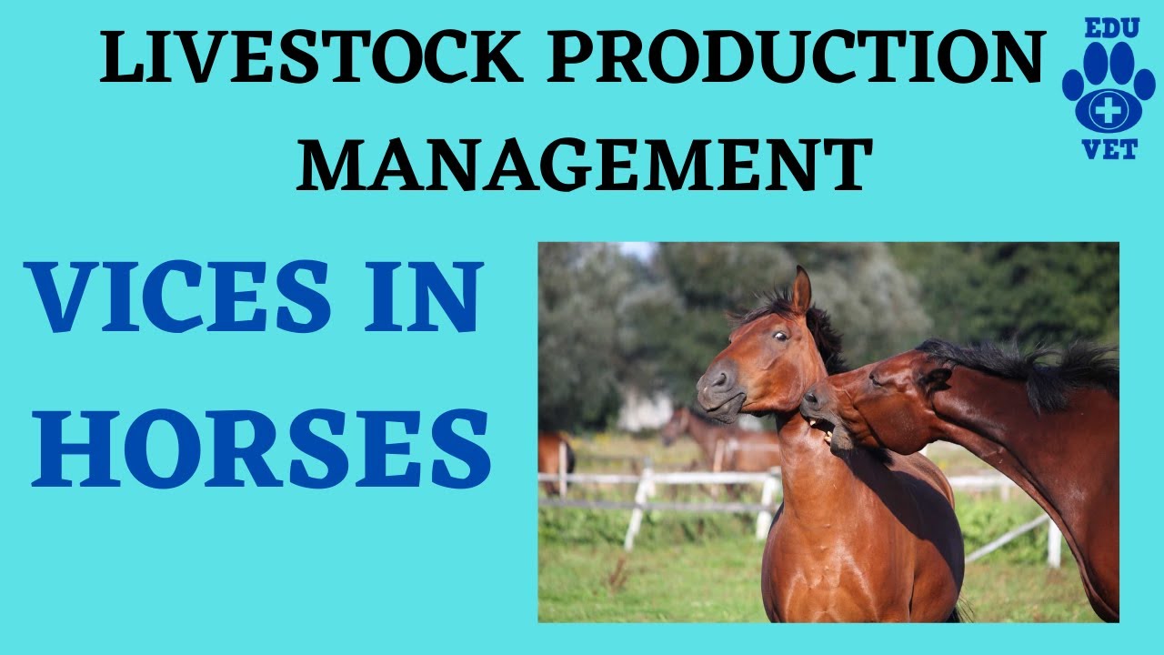 Vices in Horses The most common 10 Vices LPM YouTube