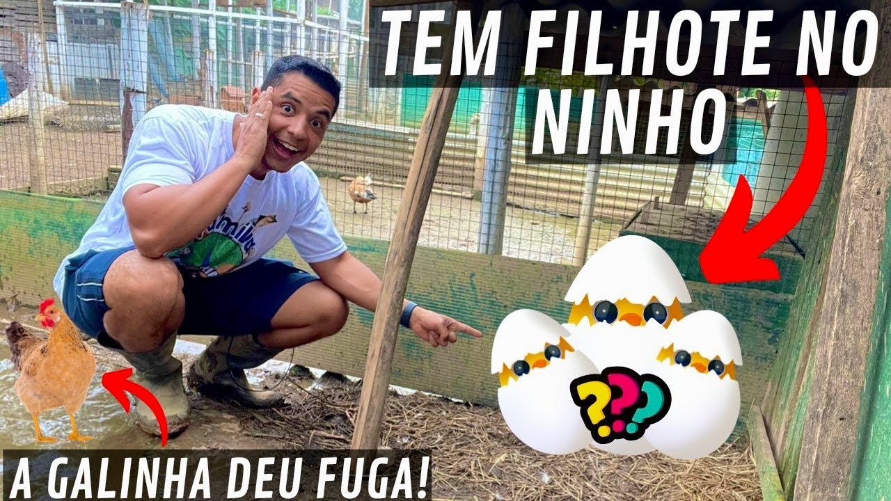 Encontrei pintinhos no ninho do cisne negro | O plano falhou | Aves Recriar