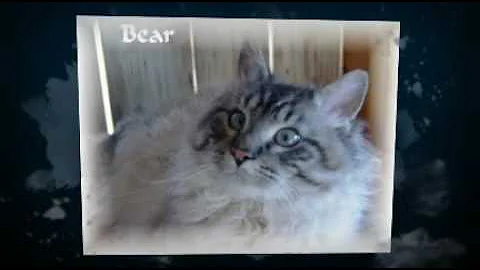 Watch the video about Magic Whiskers LaPerms Intro