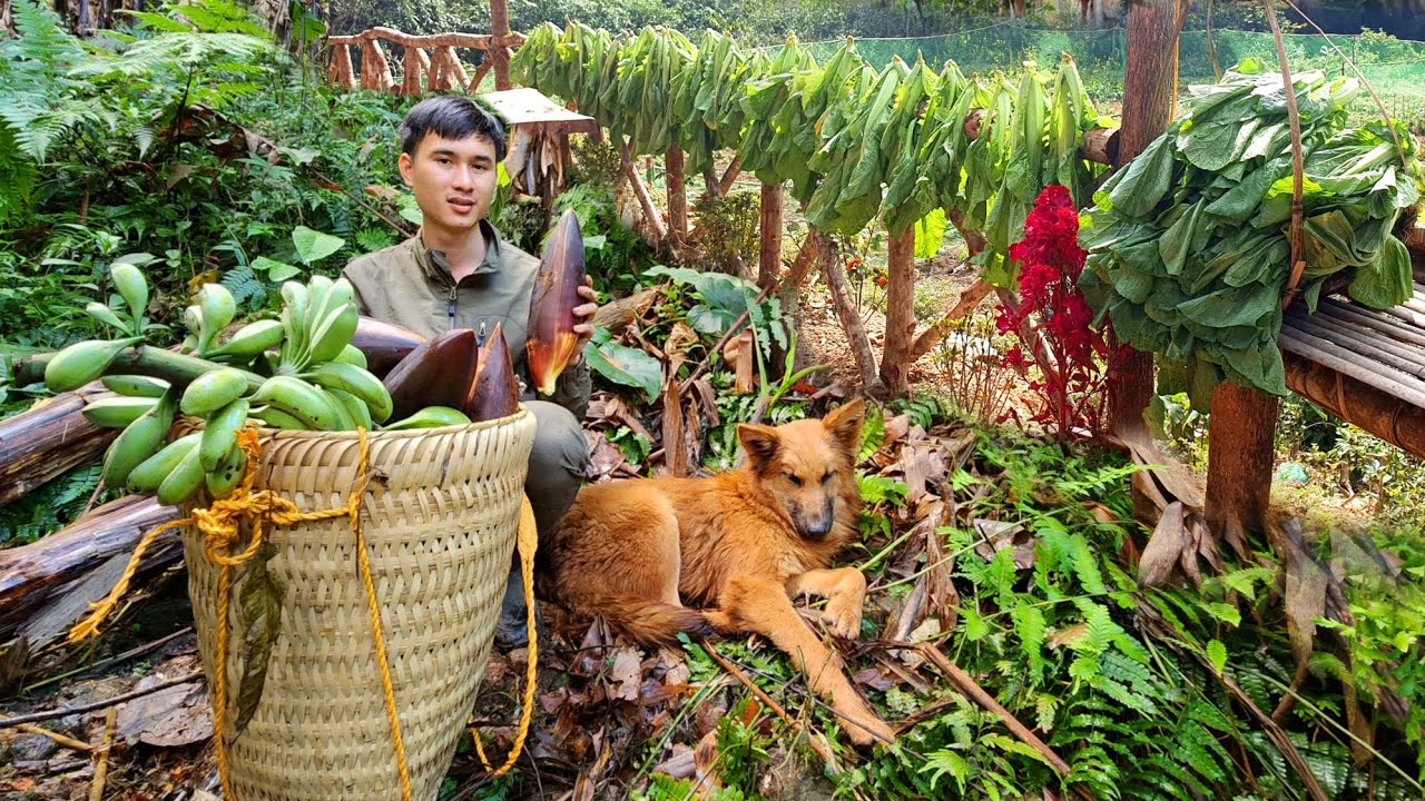 Picking wild bananas, Harvesting mustard greens YouTube