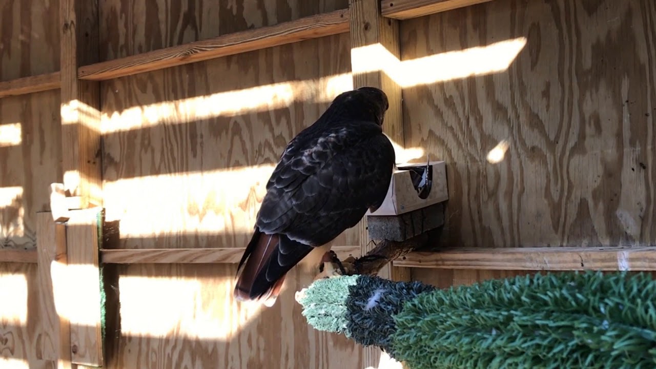 Ruby the Red-tailed Hawk Checks out her Box of Enrichment - YouTube