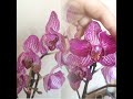 Орхидея пелорик!! Прибавление в моей коллекции