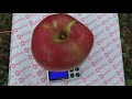 Яблоня Джумбо Помм (apple Jumbo Pomme). Секреты выращивания.