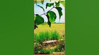 STORY WA 'SEPERTI MATAHARI' ( IWAN FALS ) https://youtu.be/gV2FfzlCH3Q