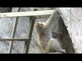 Japanese macaque girl and baby "Heavy ..." : ニホンザルのこざると赤ちゃん「ちょっと重い・・・」@上野動物園