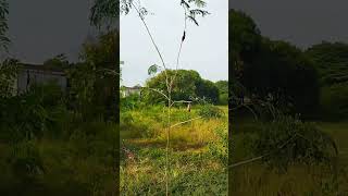 Download Lagu pikat burung gereja dapat banyak ( panen ) MP3