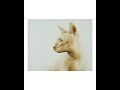 Davide Robert Ross e Sphinx a O famo strano – Melograno Art Gallery – Livorno