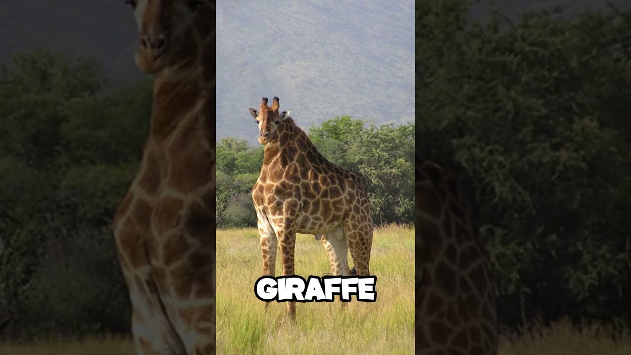 HOW ANIMALS WOULD LOOK WITHOUT THEIR NECK Shorts Youtube Youtubeshorts Shortseua