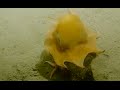 Adorable Flapjack Octopus | Nautilus Live