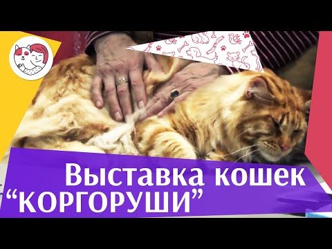 Международная выставка кошек. Клуб «Коргоруши». World Cat Federation
