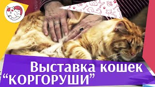 Международная выставка кошек. Клуб «Коргоруши». World Cat Federation Международная выставка кошек. Клуб «Коргоруши». World Cat Federation