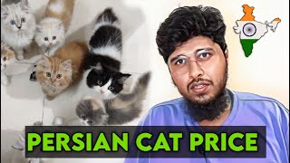 Persian cat price in india | Price of persian cat in india | Persian cat for sale