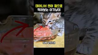 태어나서 연어 처음 먹어보는 아기냥이 #고양이 #고양이일상 #냥이 #야옹이 #연어